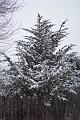 Snow 014